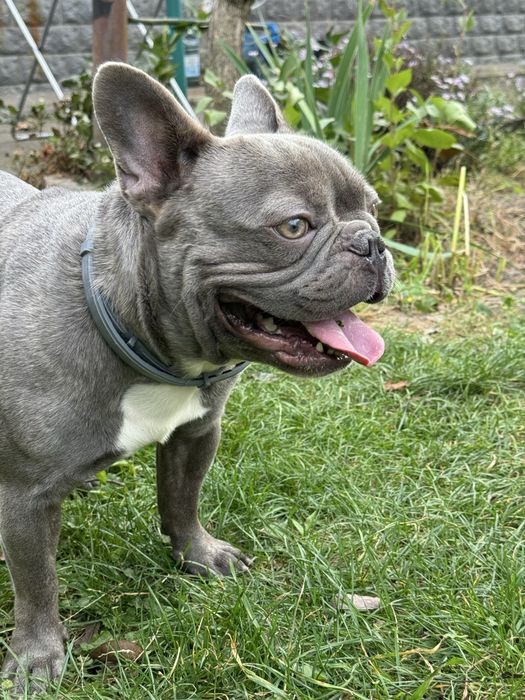 Французський бульдог Вязка. Хлопчик
