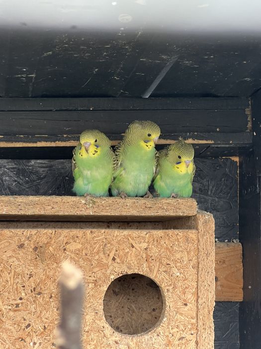 Sprzedam papugi faliste