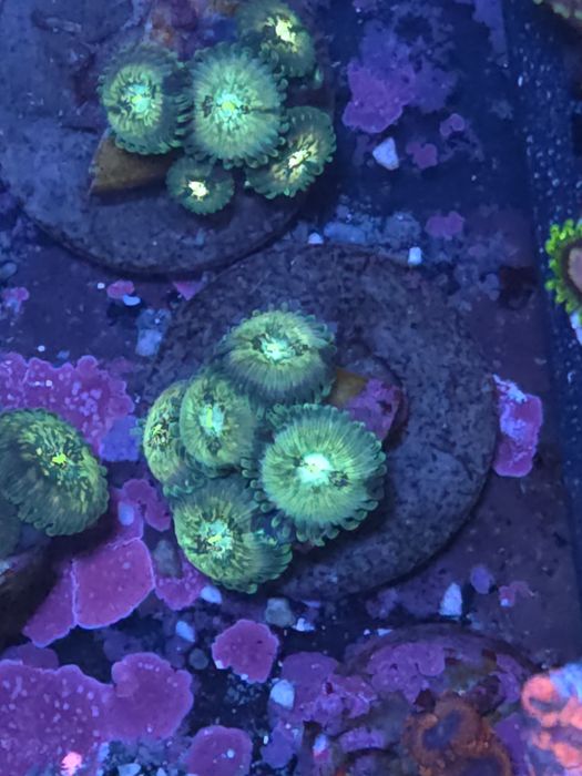Frags de zoas, corais de agua salgada