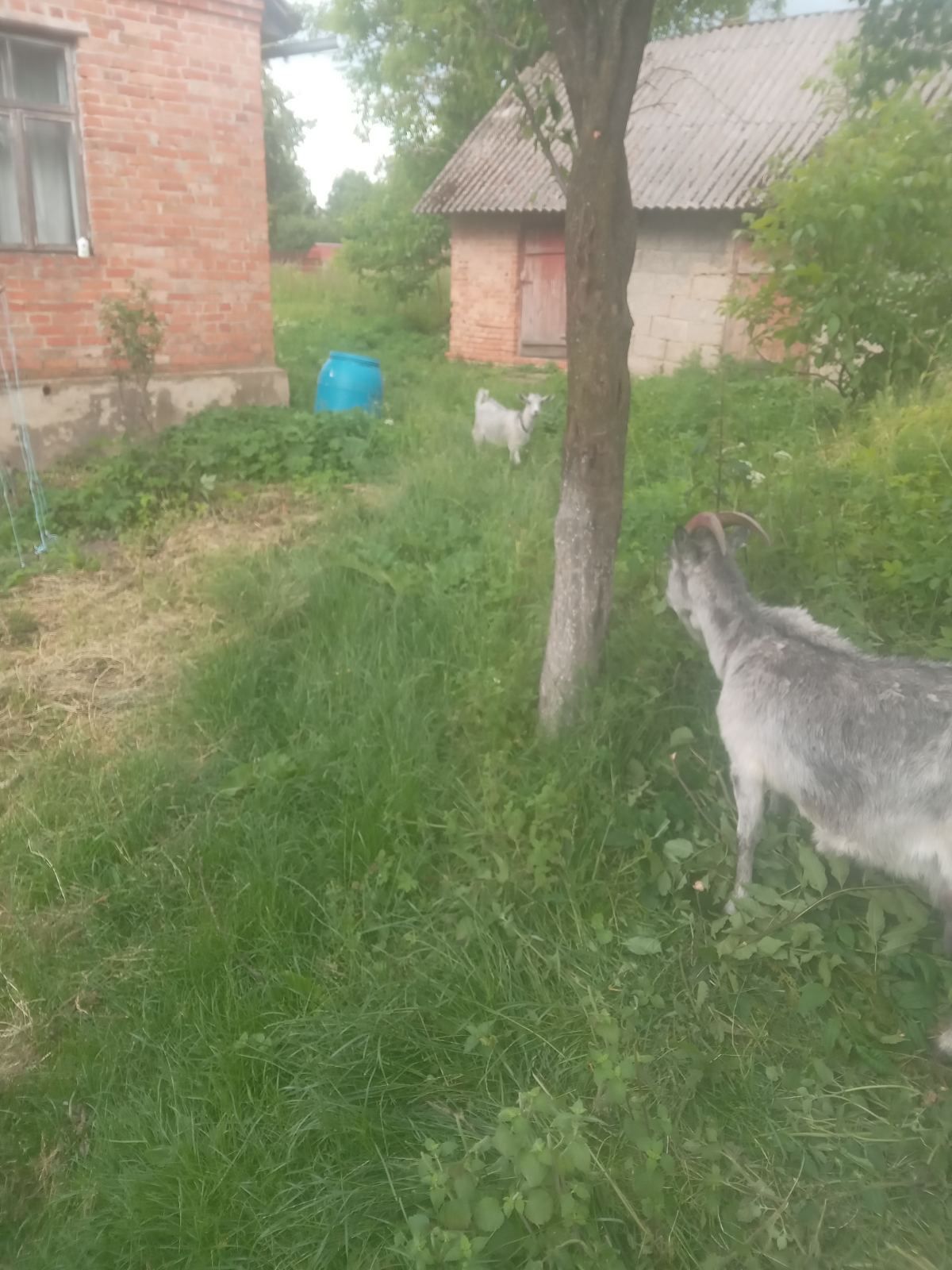 Продам дійну козу