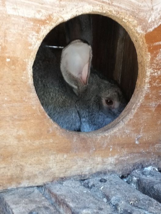 Продам 3 самки 3 самця