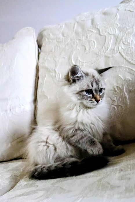 Piękny Kocurek Neva Masquerade po International Champion