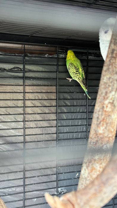 Periquitos Várias mutações