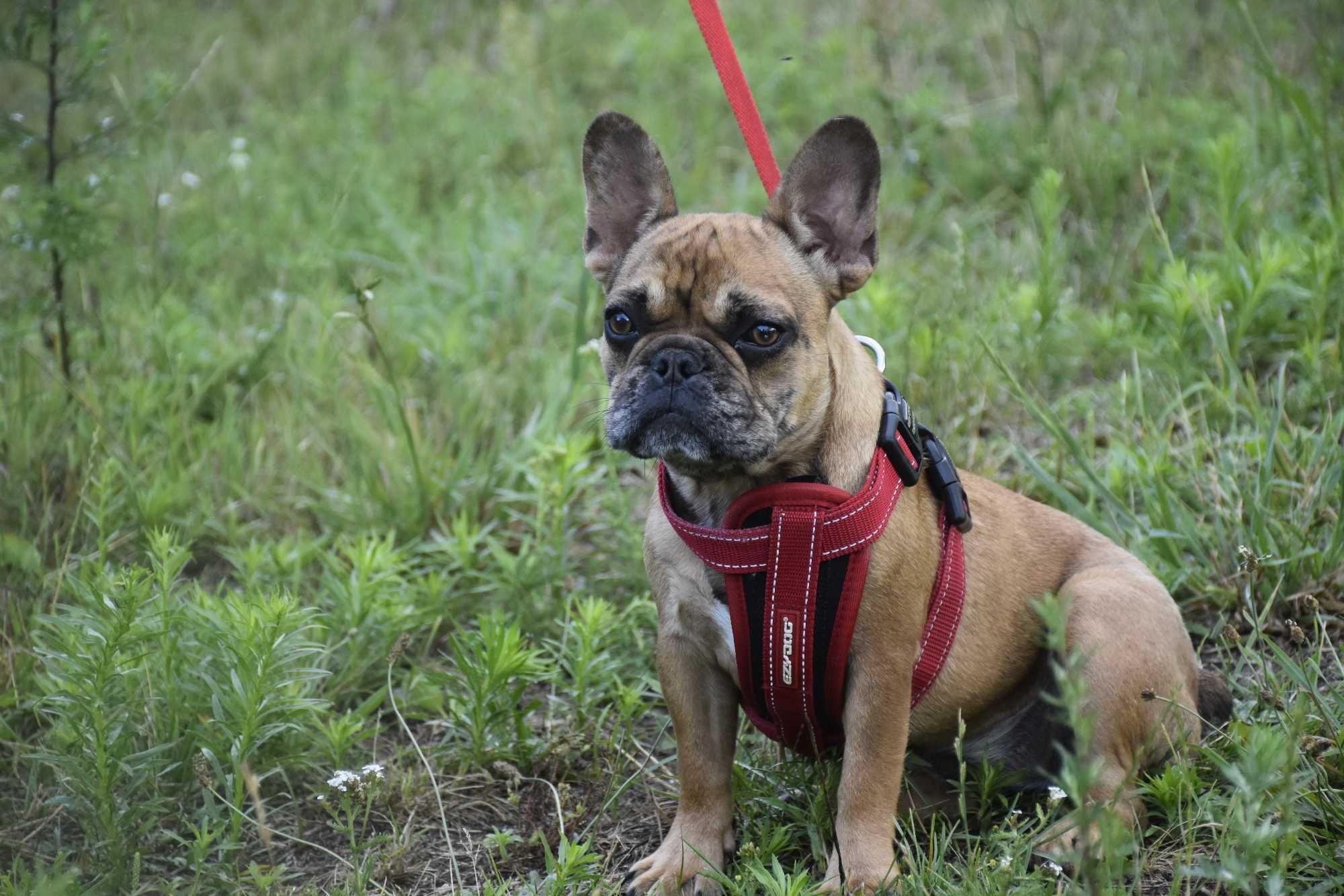 Buldog francuski wspaniała suka