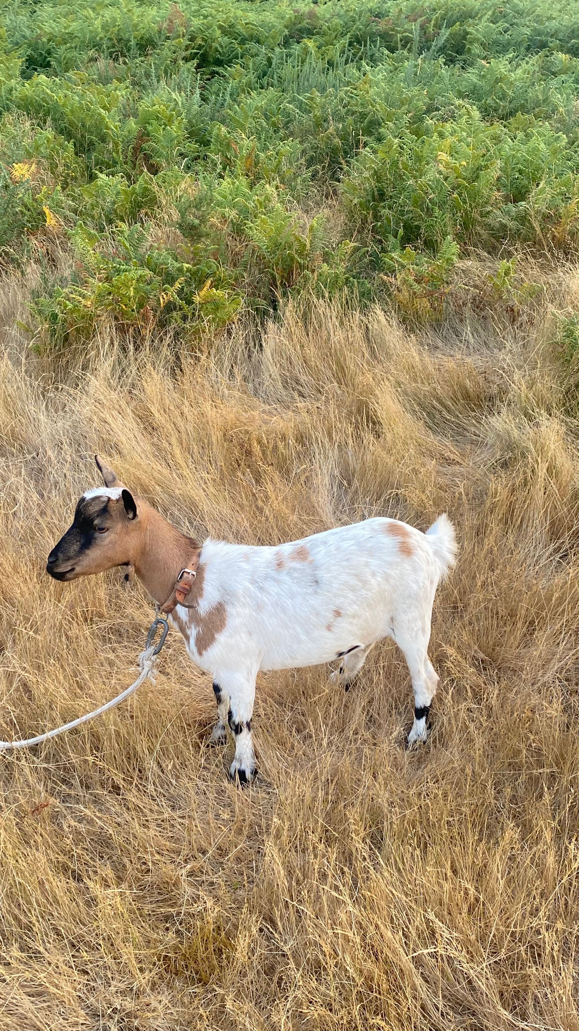 Vendo cabras amas mochas