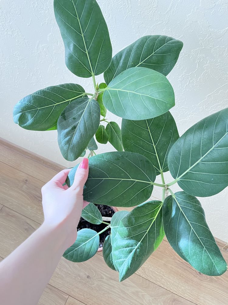 Бенгальский фикус (Баньян), фикус Одри (ficus benghalensis Audrey)