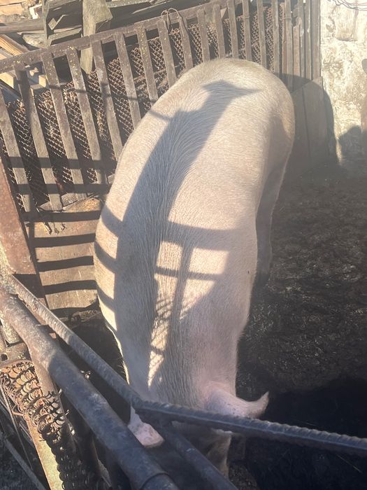 Свиня на мʼясо, самець стерилізований