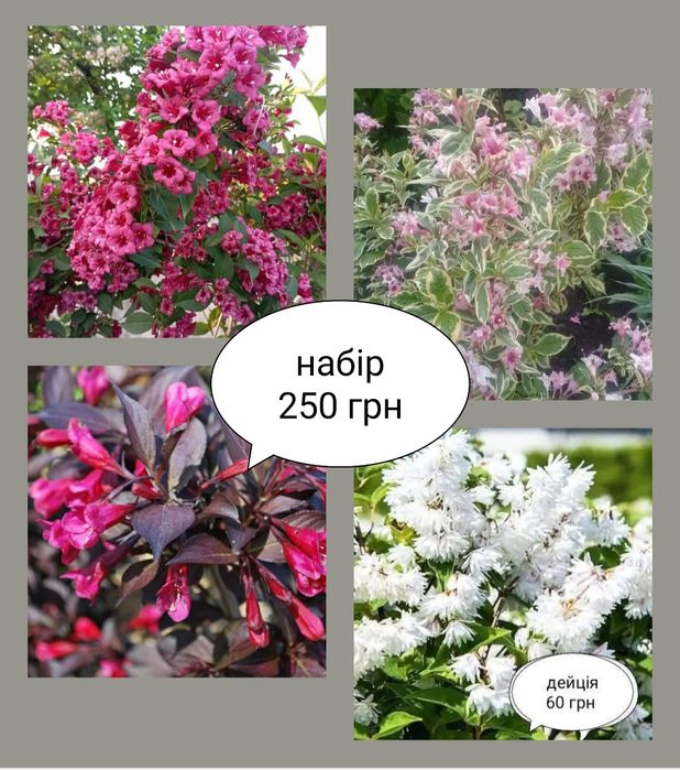 Різні багаторічні цвітущі кущики