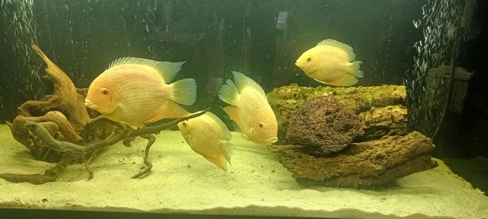 Pielęgnica Severum Gold