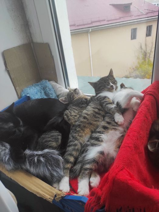 Кіт, котик в добрі руки. Кот, котёнок мальчик.