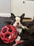 Szczeniak ZKwP - suczka Boston Terrier FCI