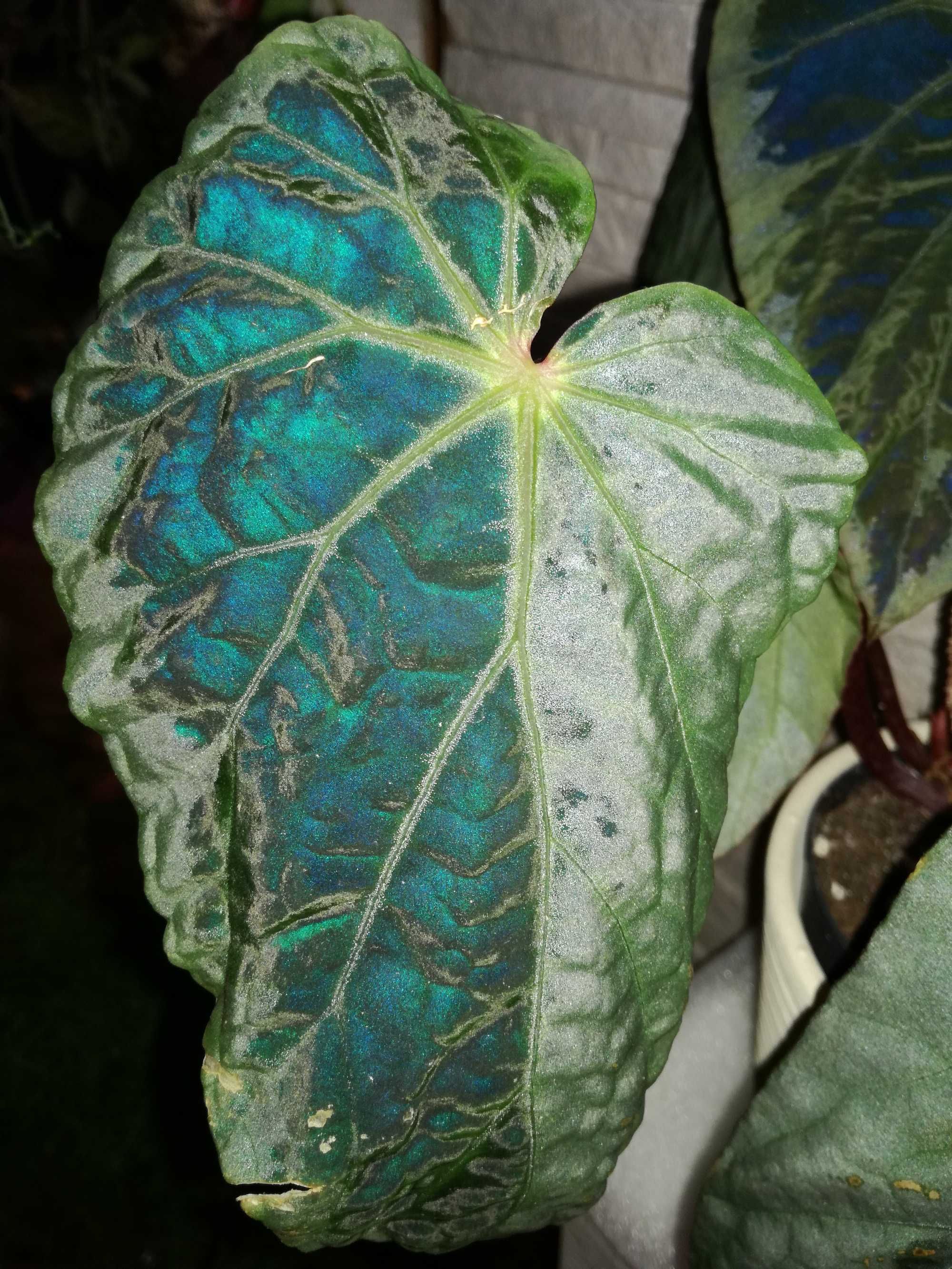 Begonia Burkilii Dark Form " Silver Edge " - variegata black monstera