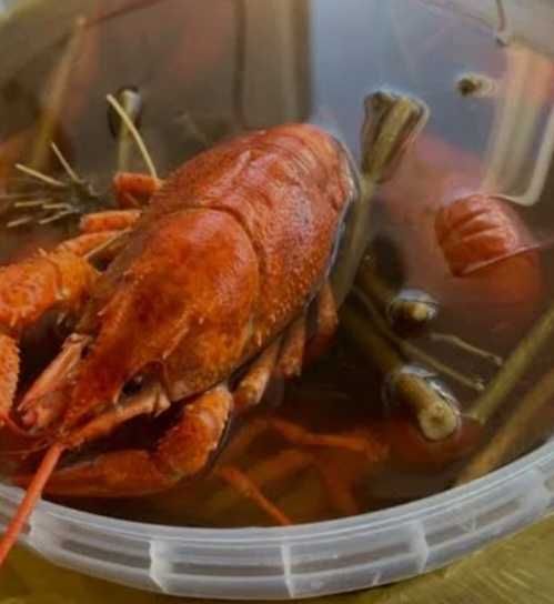Продам живые раки у нас діють знижки