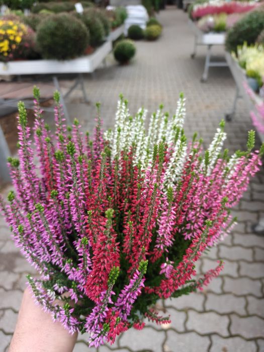 Chryzantemy drobnokwiatowe, wrzosy