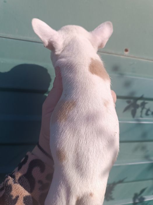 Різних розкрасів, різних цін, різної статі, чистокровні французики