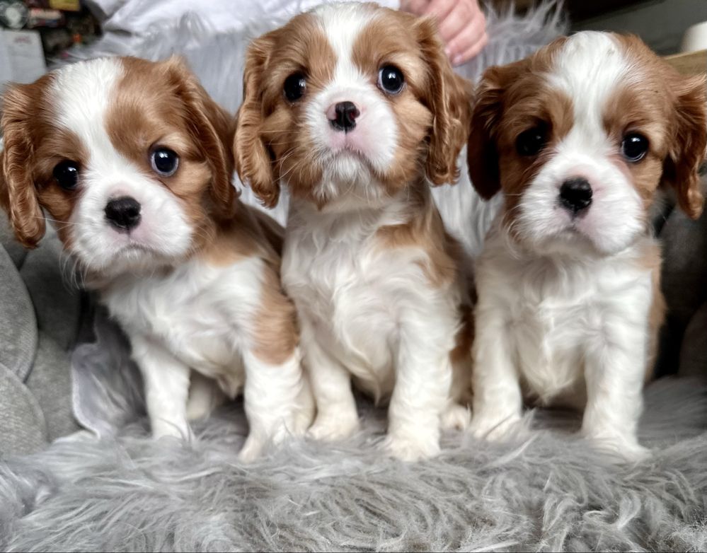 Dziewczynka cavalier king charles spaniel