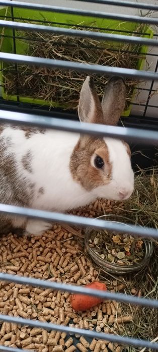 Sprzedam królika miniaturkę wraz z wyposażeniem