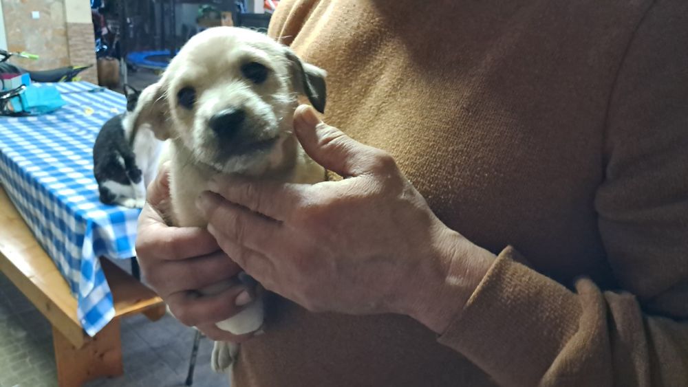 Cachorro para adoção