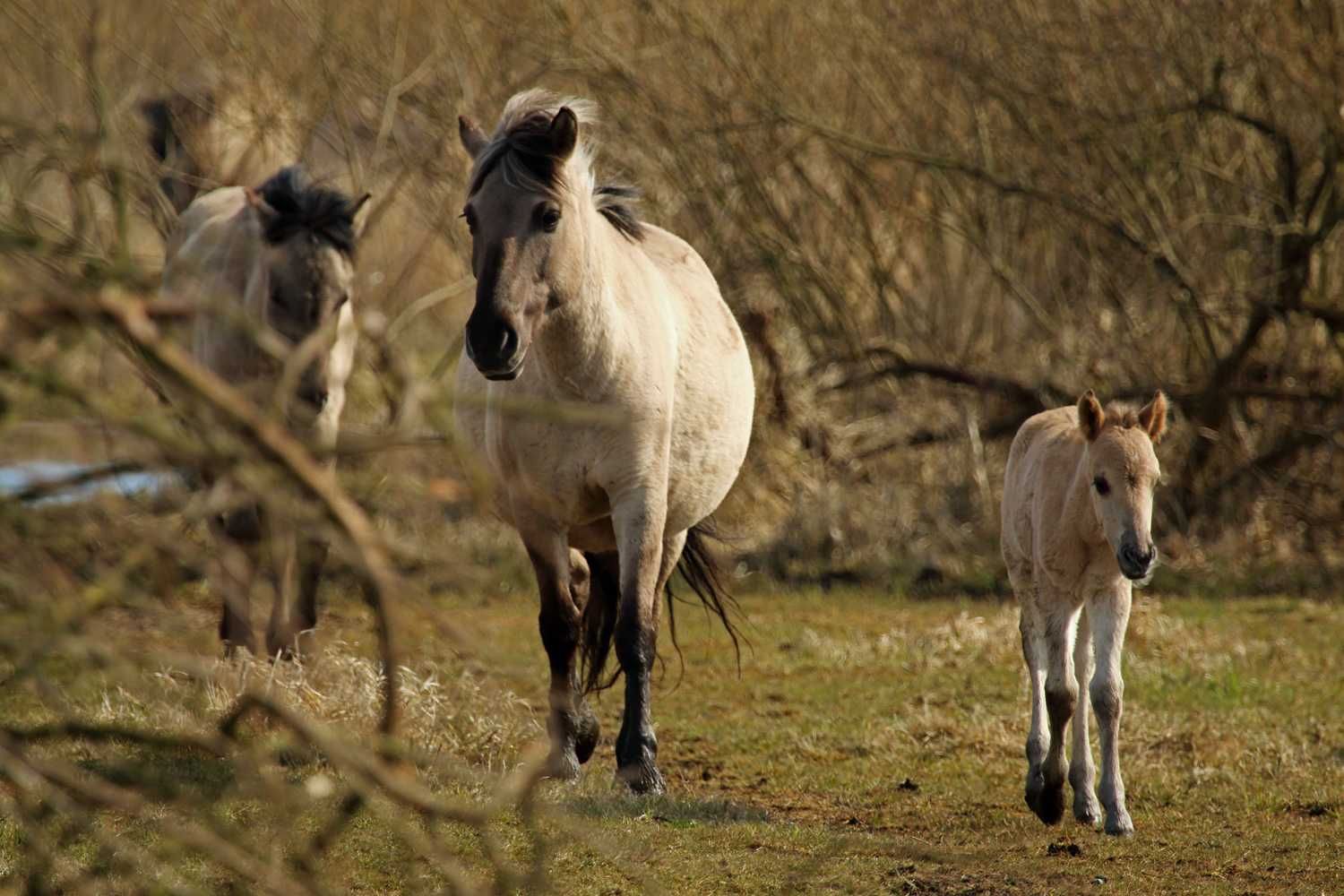 Konik polski - rasowy