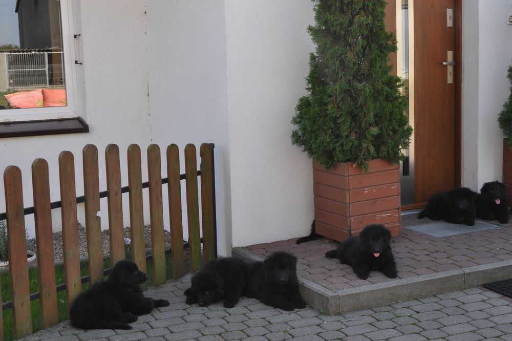 owczarek niemiecki czarny