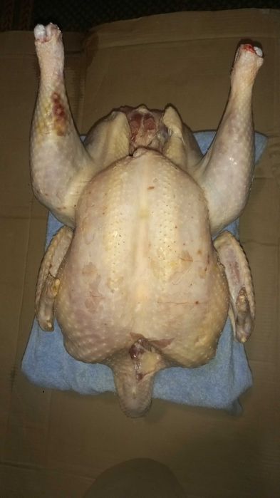 Продаю індики та індокачки, тушками або живими