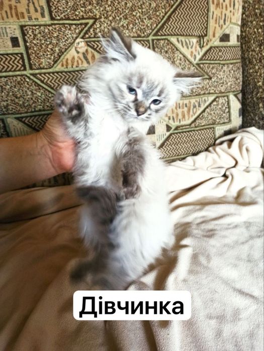 Віддам безкоштовно милих котенят