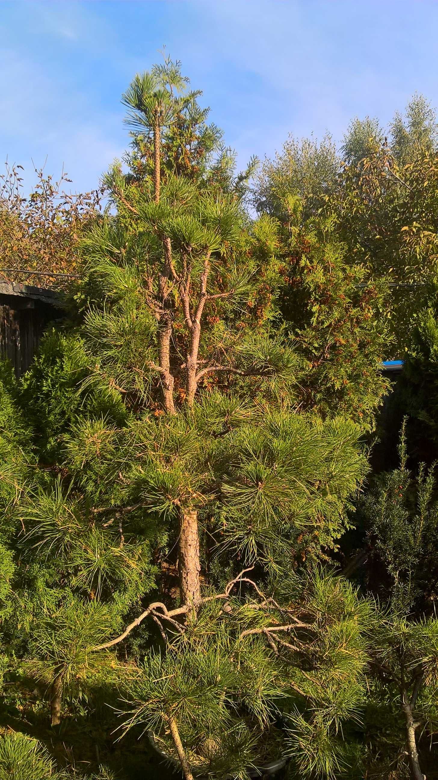 Sosna Czarna,Sosny Bonsai,Niwaki,Big Bonsai.Ogrody Japońskie