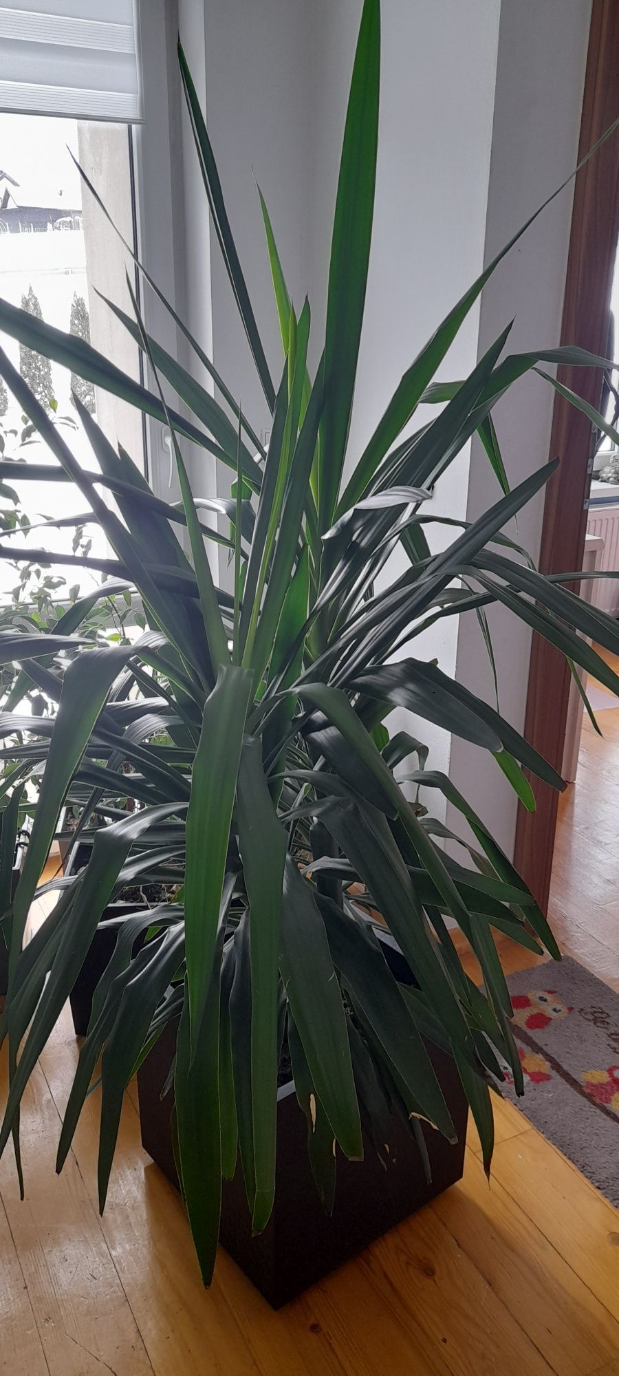 Juka kwiat piękna zdrowa