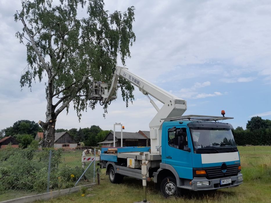 Wycinka drzew i usługi podnośnikiem koszowym.