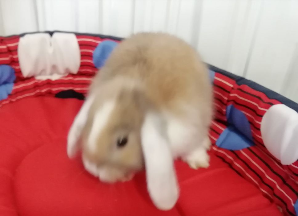 Króliczek baranek mini lop