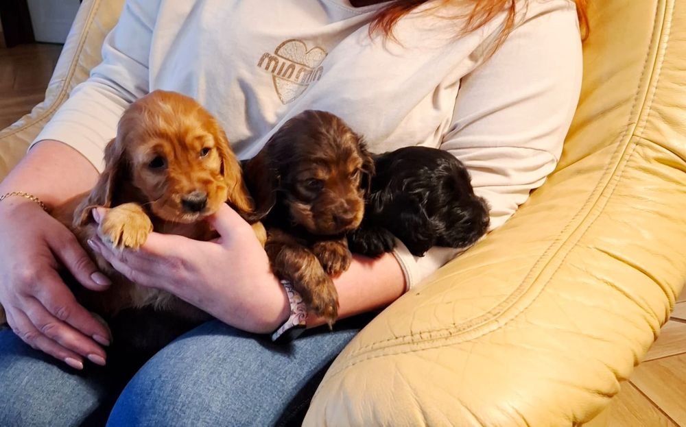 Spaniele angielskie Nasze słodkości