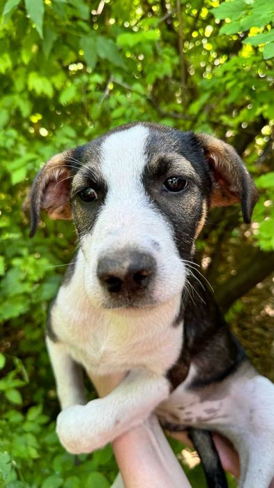 Цуценята, кошенята