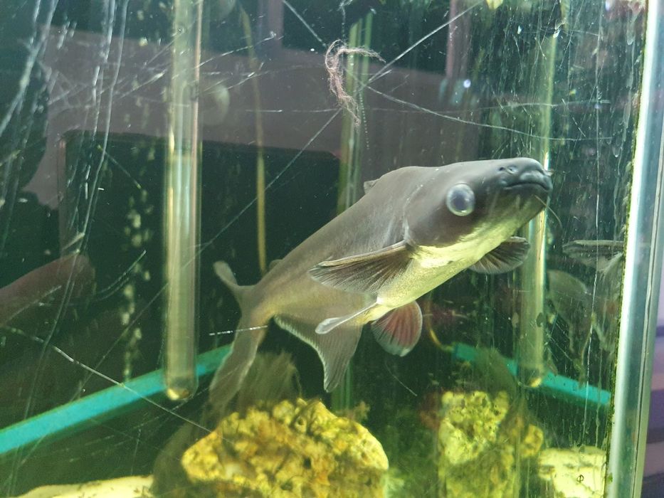 Pangasius: o “Tubarão de água doce”
Tô Aquariando
