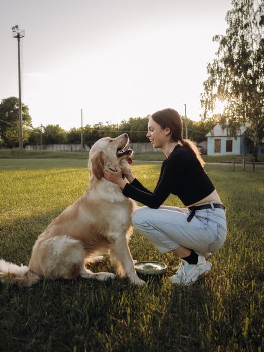 Золотистый ретривер кобель для вязки