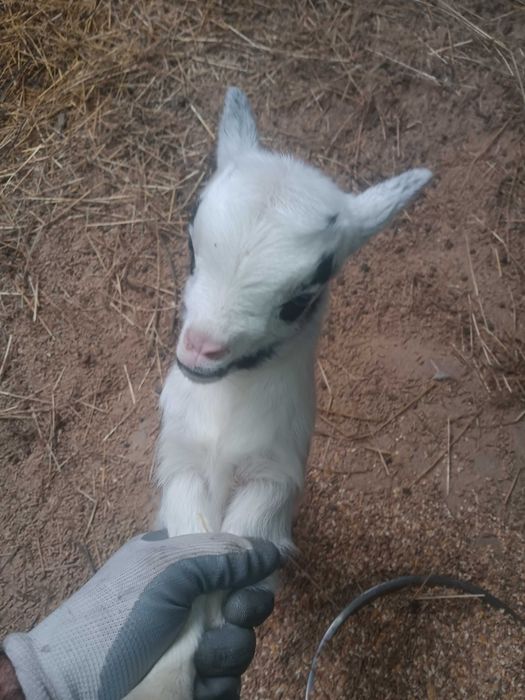Cabrito anão para vender ou trocar