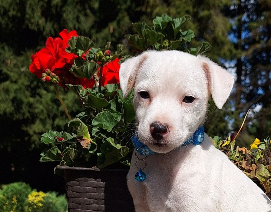 Szczeniaki Parson Russell Terrier pieski ZKWP FCI