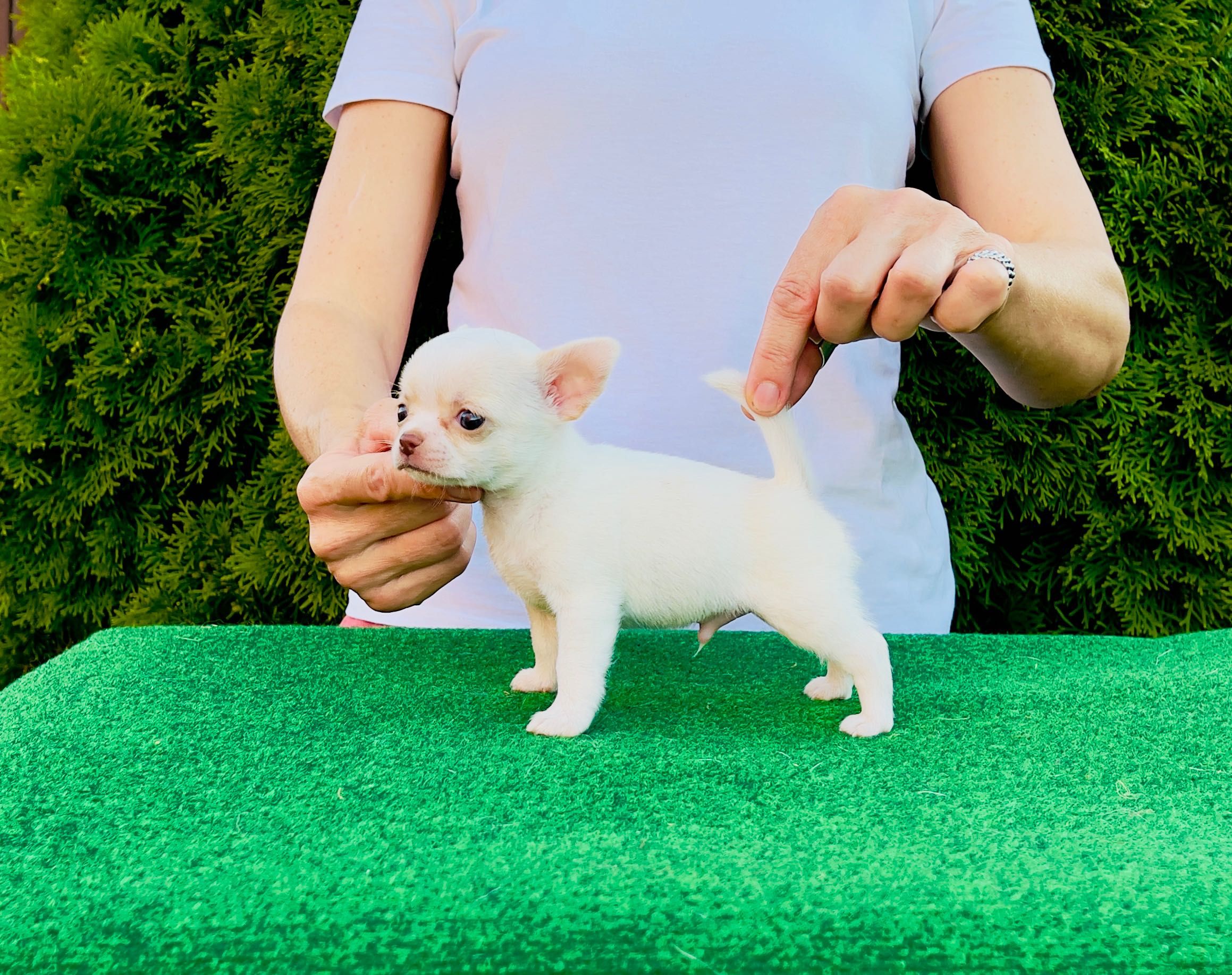 Chihuahua MiNI biały chłopiec FCI
