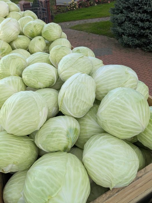Kapusta biała do kiszenia i na gołąbki