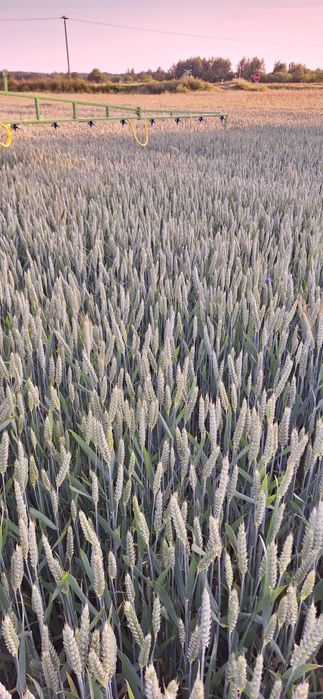 Pszenica ozima na paszę