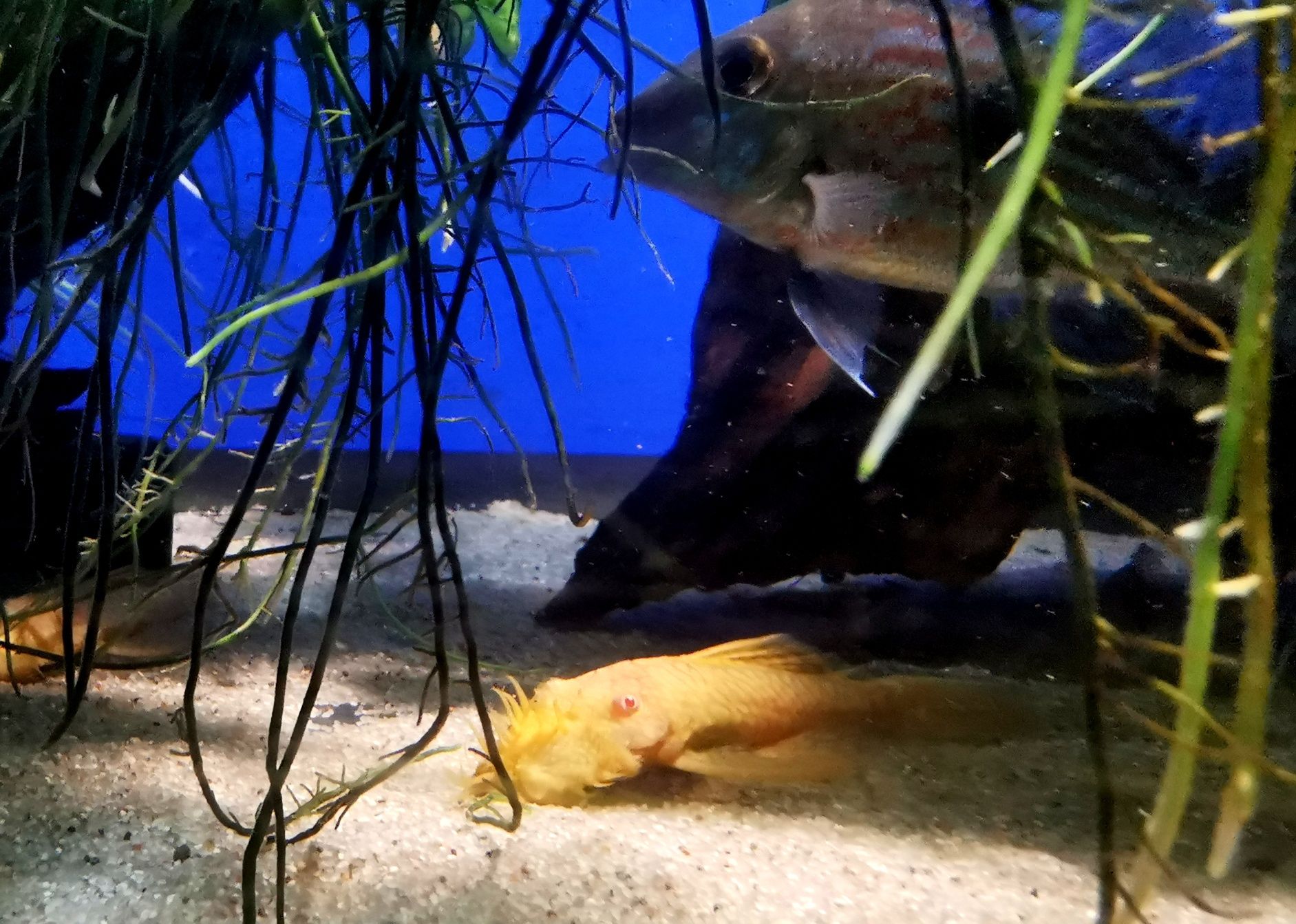 Zbrojnik Ancistrus sp. ALBINO-dorosłe samce oraz młodzież
