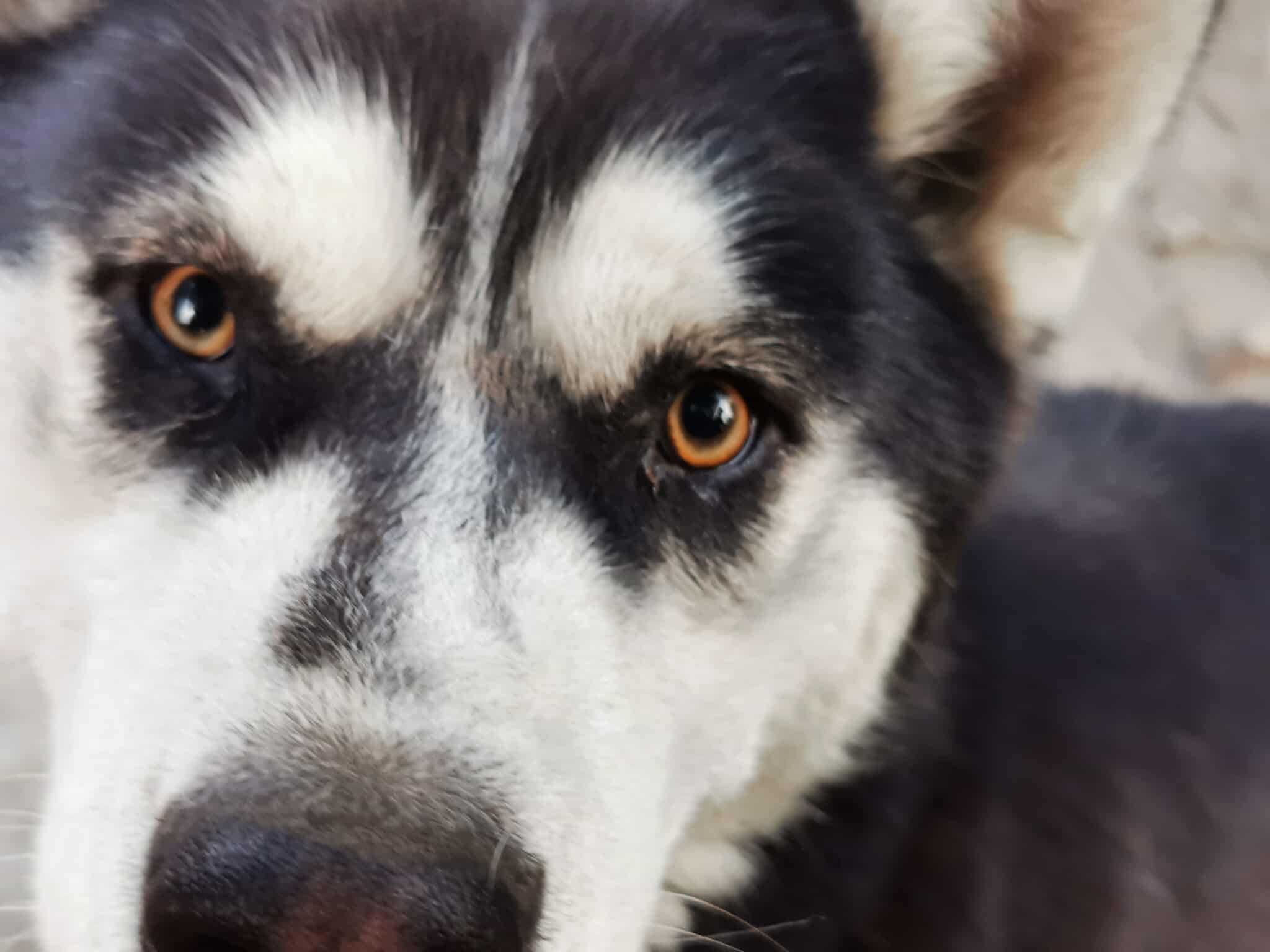 Zosia młodziutka mix husky z alaskan malamute, malamut piękna, adopcja