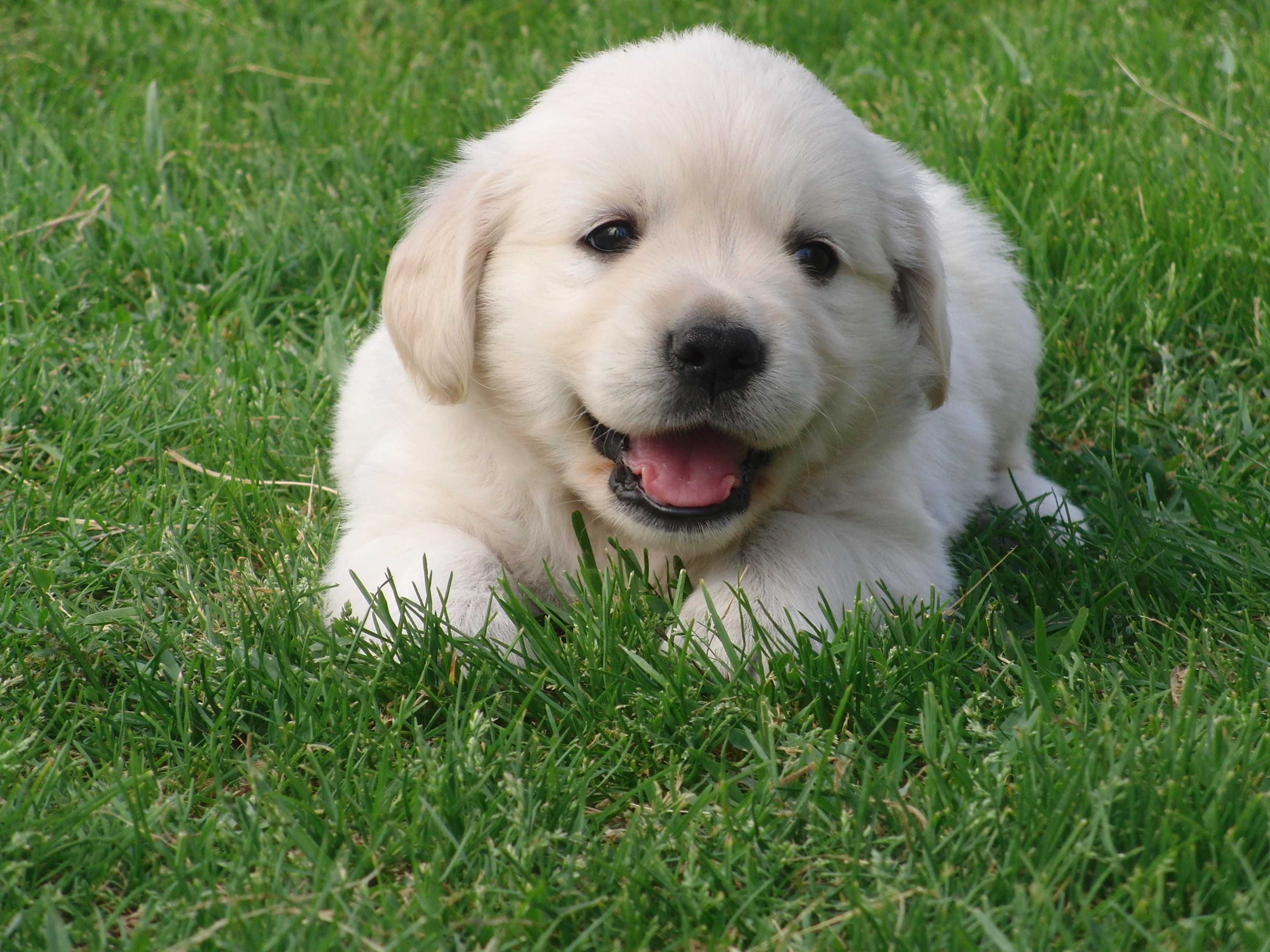 Golden Retriever cachorro