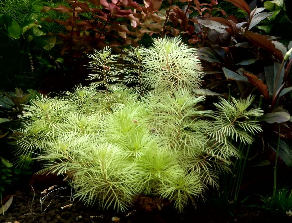 Myriophyllum mattogrossense Gold, wywłócznik złoty