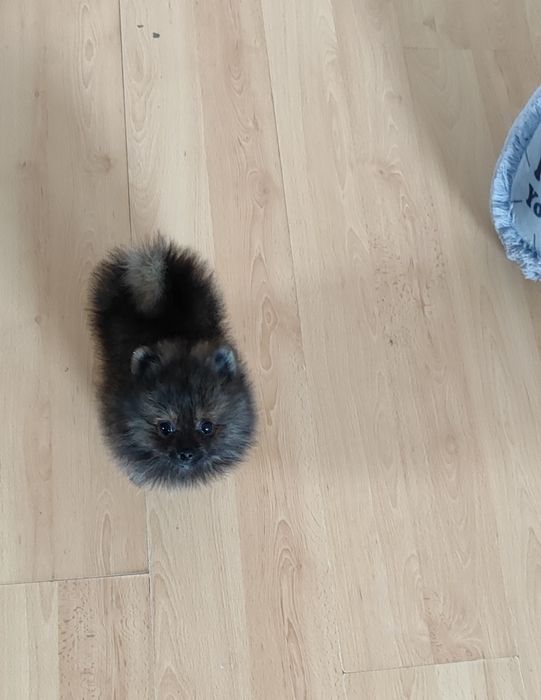 Дівчинка ! Хлопчик ! Доставка можлива