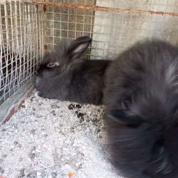 Декоративні кролики