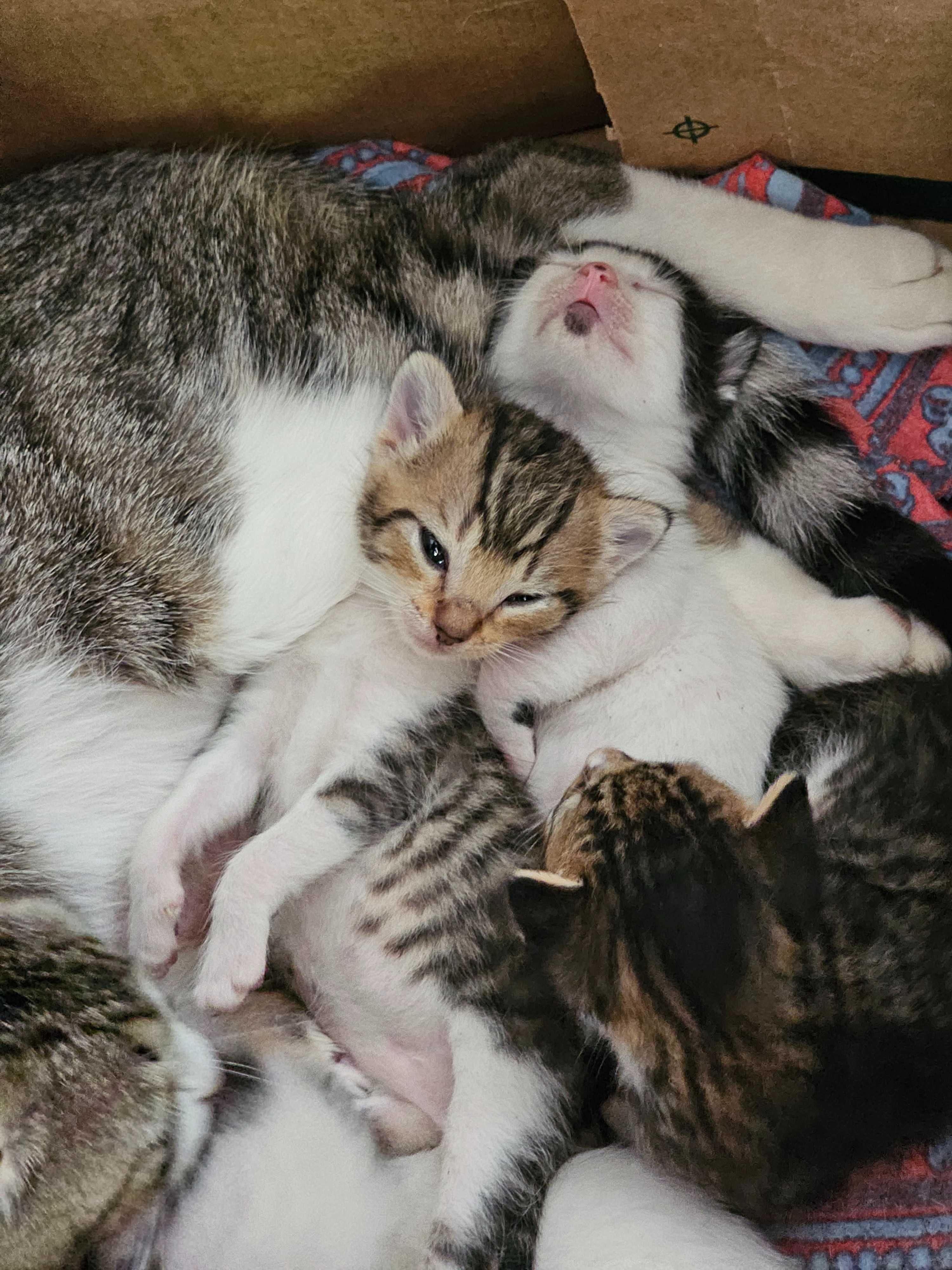 Gatinhos bebés recém nascidos