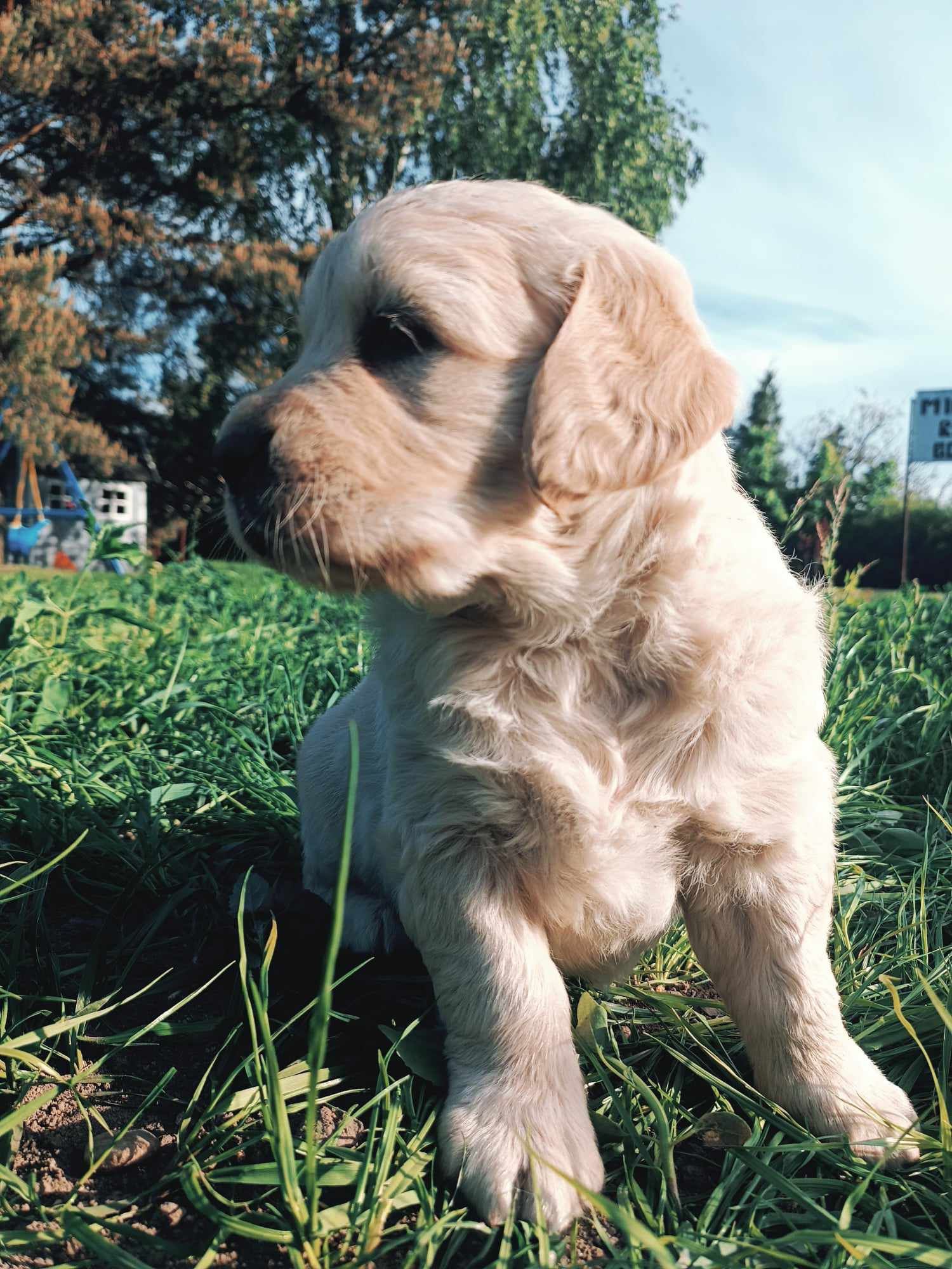 Golden retriever szczeniak