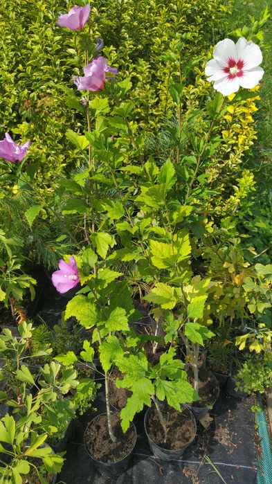 ładny hibiskus doniczka