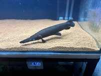 Gar cubano 41cm