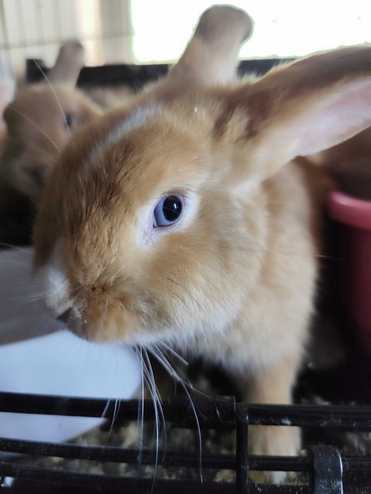 Кролик Декоративный